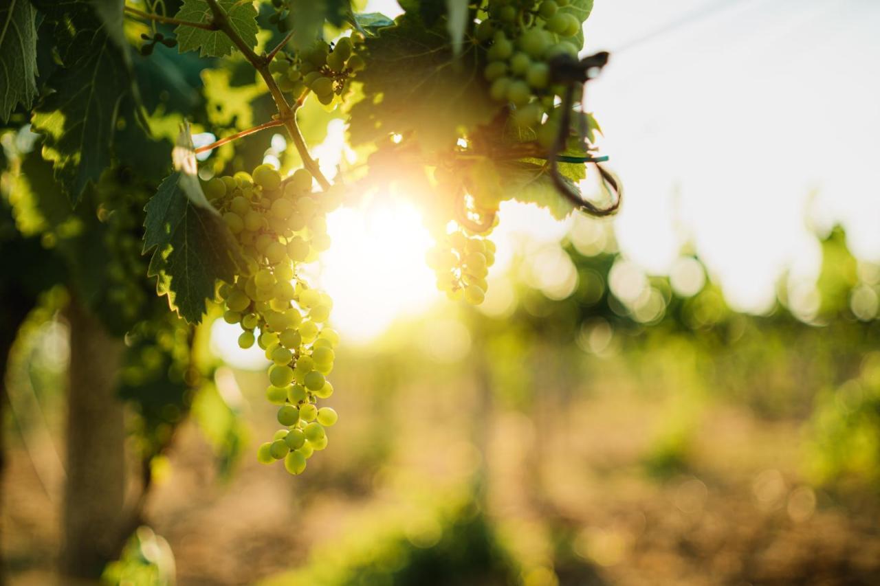 Masseria Agriturismo Il Sorriso Degli Ulivi - Dimora Di Charme Gallipoli Zewnętrze zdjęcie