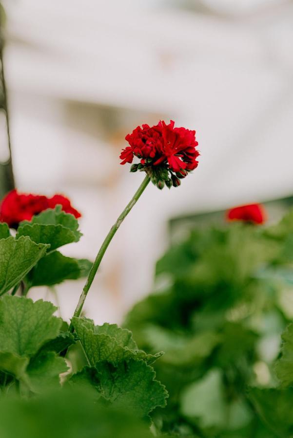 Masseria Agriturismo Il Sorriso Degli Ulivi - Dimora Di Charme Gallipoli Zewnętrze zdjęcie