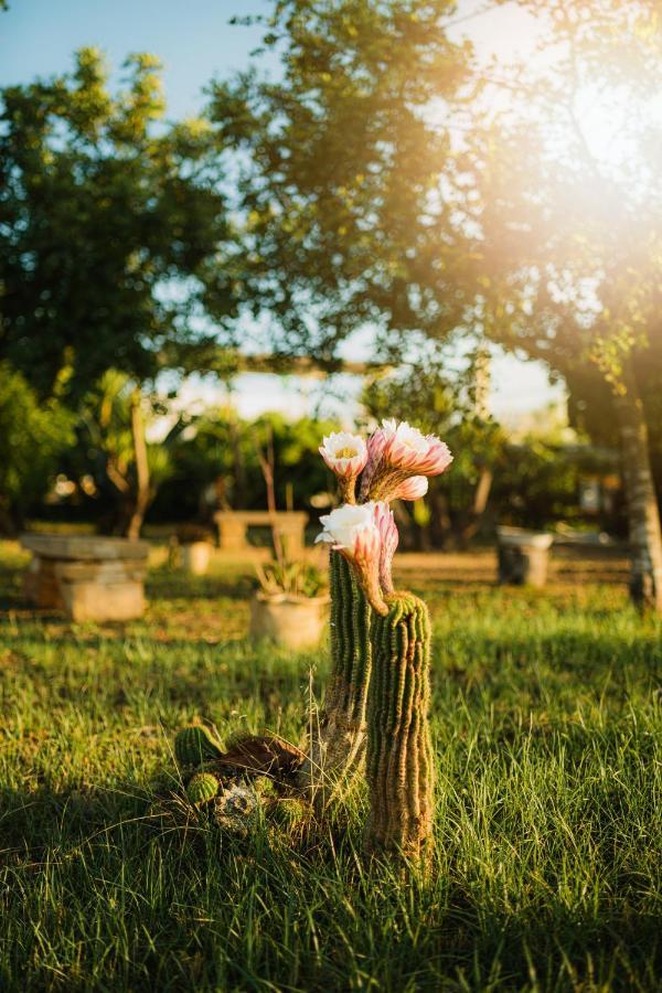 Masseria Agriturismo Il Sorriso Degli Ulivi - Dimora Di Charme Gallipoli Zewnętrze zdjęcie